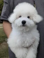 Jax, a male Poodle - Toy  for sale in Southfield, MI – Photo 3 of 5