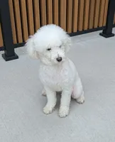 No Name Yet * NEWBORN, a female Poodle - Toy  for sale in Southfield, MI – 4 of 5