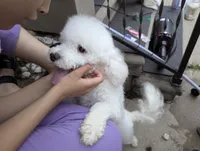 Dolly (PENDING), a female Poodle - Toy  for sale in Southfield, MI – 5 of 8