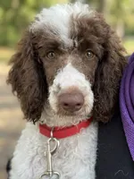 Moyen * Brook, a female Poodle - Standard  for sale in Southfield, MI – 2 of 5