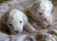 No Name Yet * One Will Be Available After First Pick, a female Poodle - Toy  for sale in Southfield, MI – 4 of 9