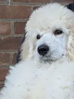 SOLD Preston, a male Poodle - Standard  for sale in Southfield, MI – Photo 5 of 9