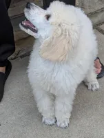 SOLD Preston, a male Poodle - Standard  for sale in Southfield, MI – Photo 8 of 9