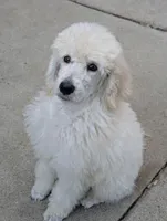 SOLD Preston, a male Poodle - Standard  for sale in Southfield, MI – Photo 2 of 9