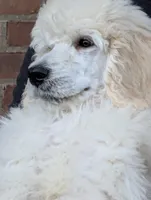 SOLD Preston, a male Poodle - Standard  for sale in Southfield, MI – Photo 3 of 9