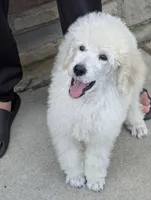 SOLD Preston, a male Poodle - Standard  for sale in Southfield, MI – Photo 4 of 9