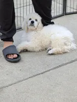 SOLD Preston, a male Poodle - Standard  for sale in Southfield, MI – Photo 9 of 9