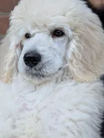 SOLD Preston, a male Poodle - Standard  for sale in Southfield, MI – Photo 1 of 9