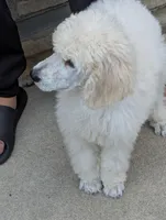 SOLD Preston, a male Poodle - Standard  for sale in Southfield, MI – Photo 7 of 9