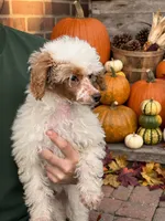 Pie, a female Poodle - Miniature  for sale in Detroit, MI – 6 of 8