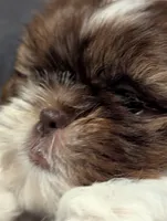Hazel, a female Shih Tzu for sale in Southfield, MI – Photo 3 of 4