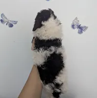 Parti Girl , a female Poodle - Toy  for sale in Southfield, MI – 2 of 10