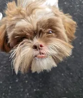 Cookie, a female Shih Tzu for sale in Southfield, MI – 1 of 6