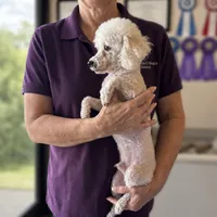 Ice / Daddy, a male Poodle - Toy  for sale in Southfield, MI – 2 of 6