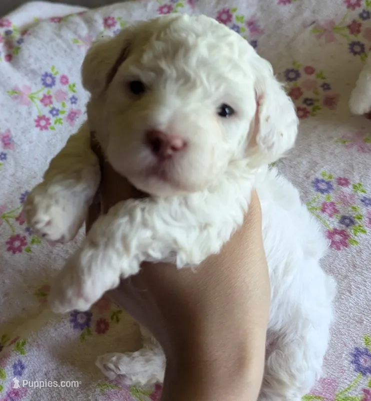 No Name Yet * One Will Be Available After First Pick – Poodle - Toy  puppy for sale in Southfield, MI