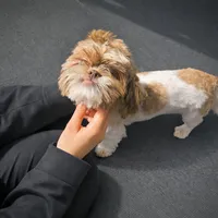 Cookie Was $1800 Now Lowered, a female Shih Tzu for sale in Southfield, MI – 3 of 6
