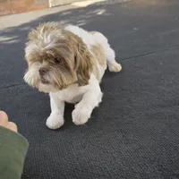 Cookie Was $1800 Now Lowered, a female Shih Tzu for sale in Southfield, MI – 2 of 6