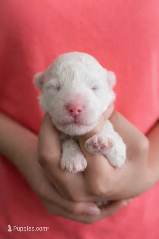 No Name Yet * NEWBORN – Poodle - Toy  puppy for sale in Southfield, MI