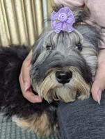 Twinkie For Thanksgiving, a female Shihpoo for sale in Southfield, MI – Photo 4 of 8