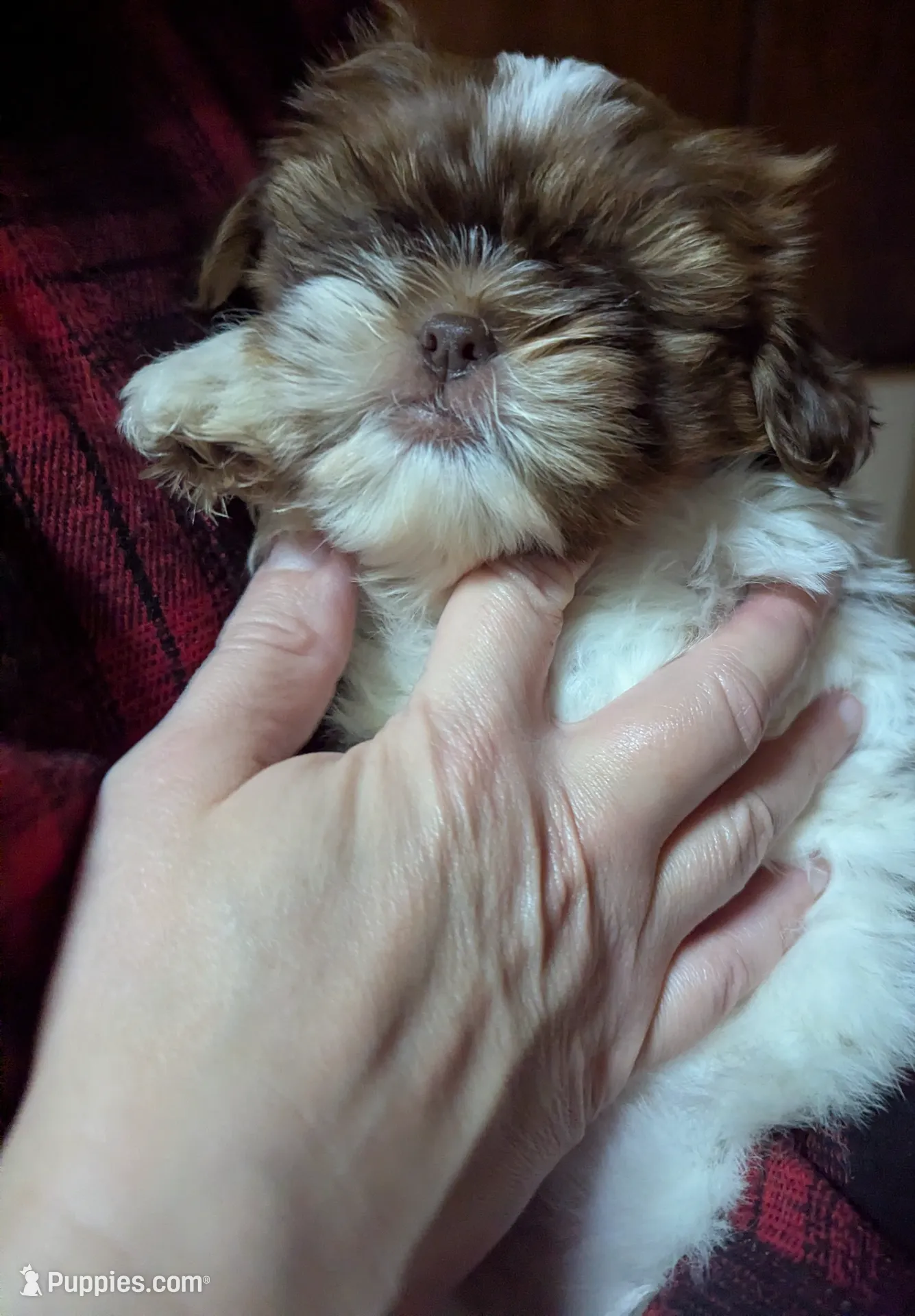 RUBY, a female Shih Tzu for sale in Southfield, MI – Photo 7 of 7