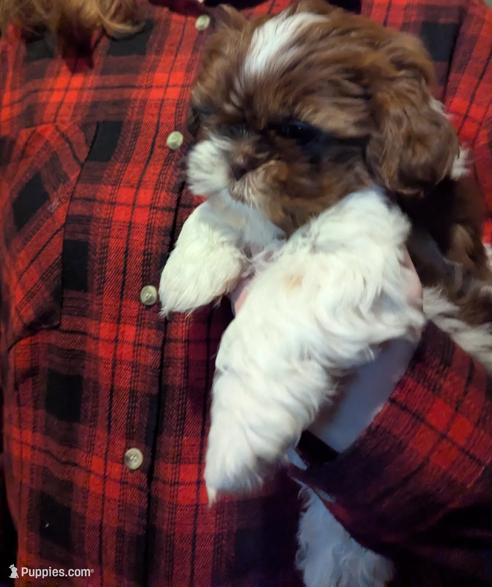 RUBY, a female Shih Tzu for sale in Southfield, MI – Photo 2 of 7