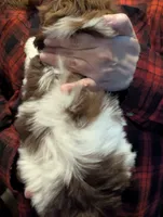 RUBY, a female Shih Tzu for sale in Southfield, MI – Photo 6 of 7