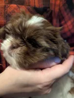 RUBY, a female Shih Tzu for sale in Southfield, MI – Photo 3 of 7