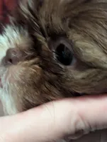 RUBY, a female Shih Tzu for sale in Southfield, MI – Photo 4 of 7