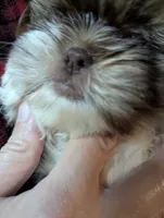 RUBY, a female Shih Tzu for sale in Southfield, MI – Photo 5 of 7