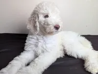 Yoda (Green eyes), a male Poodle - Standard  for sale in Southfield, MI – Photo 10 of 10