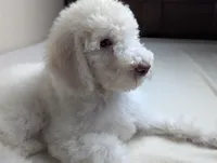 Yoda (Green eyes), a male Poodle - Standard  for sale in Southfield, MI – Photo 4 of 10