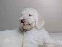 Yoda (Green eyes), a male Poodle - Standard  for sale in Southfield, MI – Photo 8 of 10