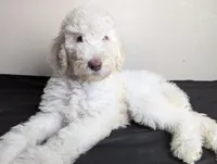 Yoda (Green eyes), a male Poodle - Standard  for sale in Southfield, MI – Photo 3 of 10