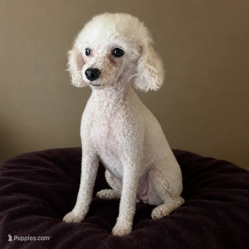 Ice / Daddy – Poodle - Toy  puppy for sale in Southfield, MI