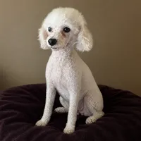 Ice / Daddy, a male Poodle - Toy  for sale in Southfield, MI – 1 of 6