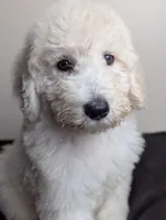 Duke, a male Poodle - Standard  for sale in Southfield, MI – Photo 5 of 8