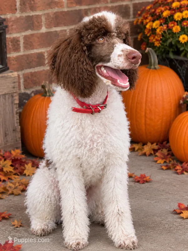 Small Standard Poodle  – Poodle - Standard  puppy for sale in Southfield, MI