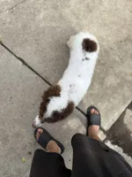 Brook * Small Standard, a female Poodle - Standard  for sale in Southfield, MI – 3 of 8