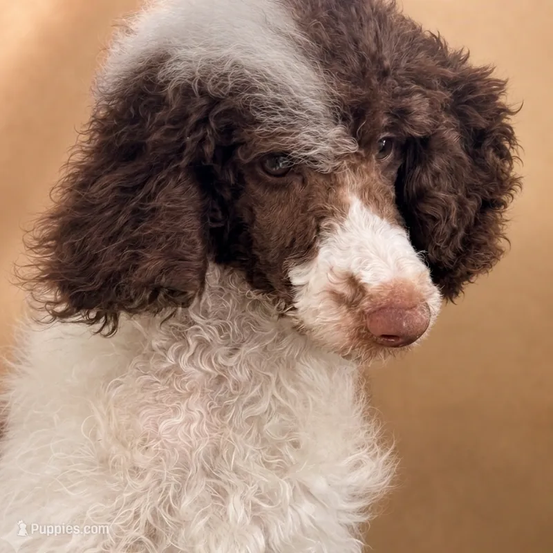 🌻🌻 AKC Moyen 🌻🌻  – Poodle - Standard  puppy for sale in Southfield, MI