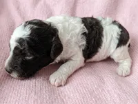 Parti Girl (PENDING), a female Poodle - Toy  for sale in Southfield, MI – 3 of 6