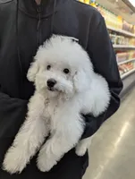 No Name Yet * NEWBORN, a female Poodle - Toy  for sale in Southfield, MI – 5 of 5