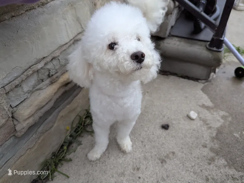 Dolly – Poodle - Toy  puppy for sale in Southfield, MI