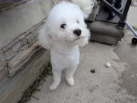 Dolly (PENDING), a female Poodle - Toy  for sale in Southfield, MI – 1 of 8
