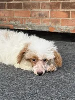 Pie, a female Poodle - Miniature  for sale in Southfield, MI – 9 of 10