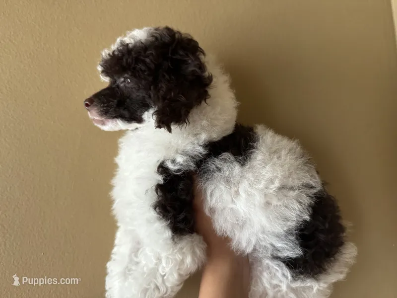 Parti Girl  – Poodle - Toy  puppy for sale in Southfield, MI