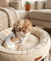 Cookie, a female Shih Tzu for sale in Southfield, MI – 6 of 6