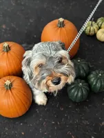 Kaboom, a female Shihpoo for sale in Detroit, MI – 3 of 6