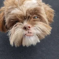 Cookie Was $1800 Now Lowered, a female Shih Tzu for sale in Southfield, MI – 4 of 6