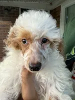 Pie, a female Poodle - Miniature  for sale in Southfield, MI – 8 of 10