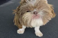 Cookie Was $1800 Now Lowered, a female Shih Tzu for sale in Southfield, MI – 5 of 6